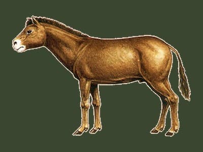 Miohippus paleoart