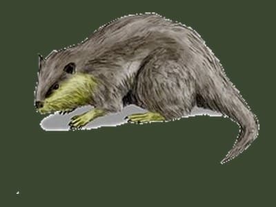 Palaeocastor paleoart