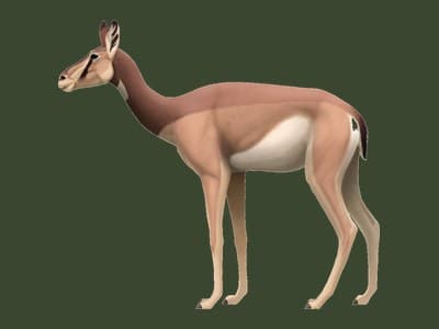 Stenomylus paleoart