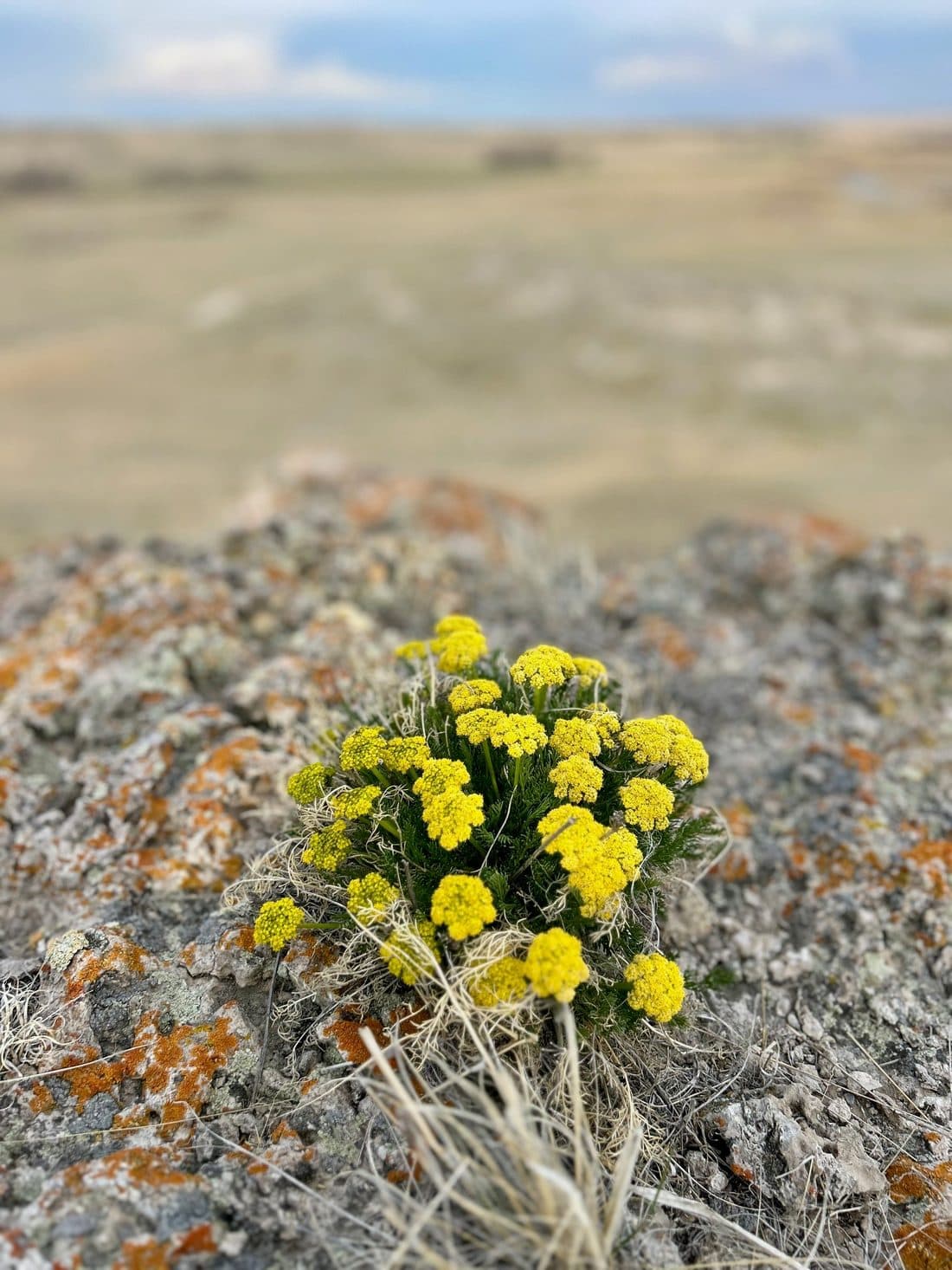 Wildflowers on lichen-crusted stone in late spring
